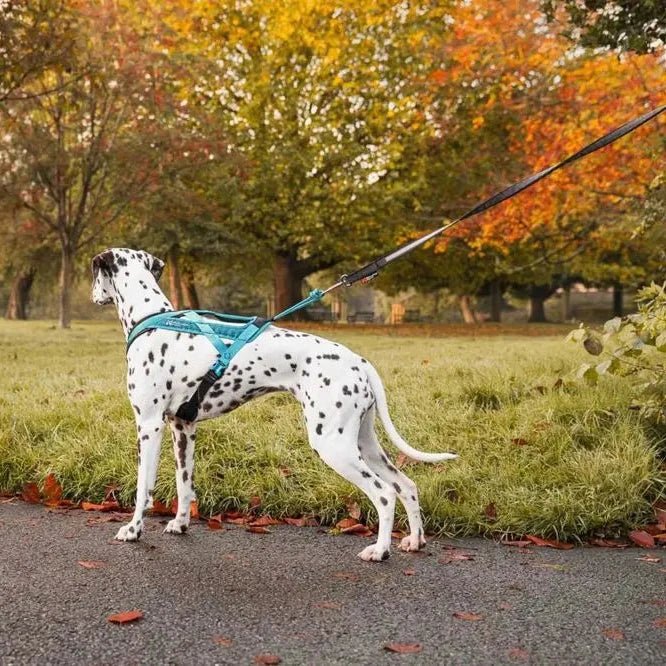 Rush Harness, Teal - Slickers ◊ Doghouse