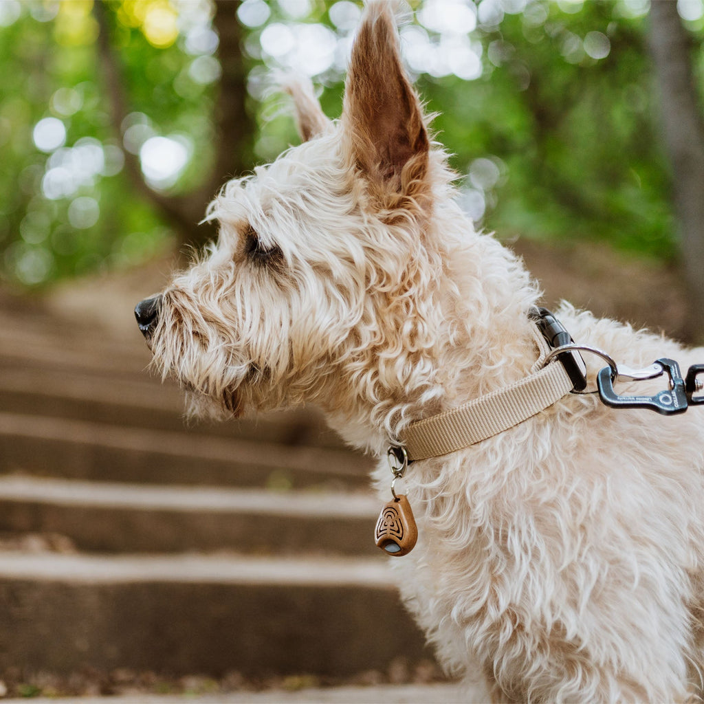 TICKLESS ECOPet - Slickers ◊ Doghouse
