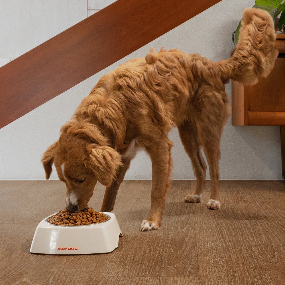 Uno Dog Bowl - Slickers ◊ Doghouse