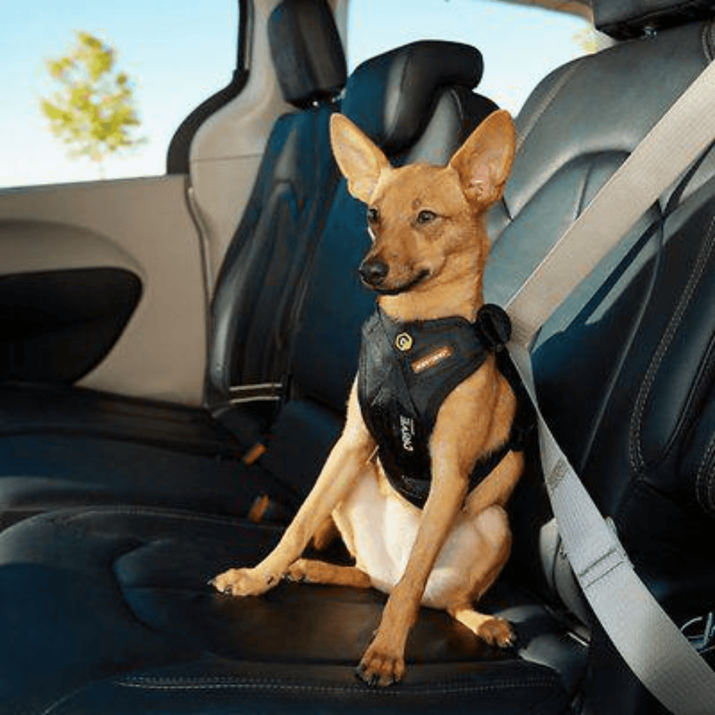 Drive Car Harness - Slickers ◊ Doghouse