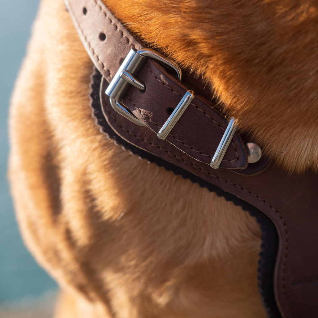 Earthbound Dog Harness Ox Leather Harness