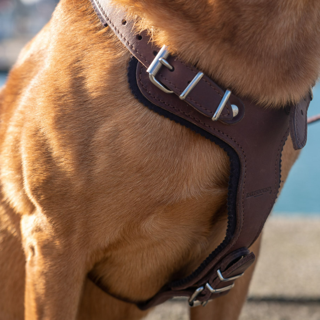 Earthbound Dog Harness Ox Leather Harness