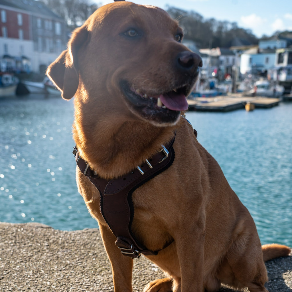 Earthbound Dog Harness Ox Leather Harness