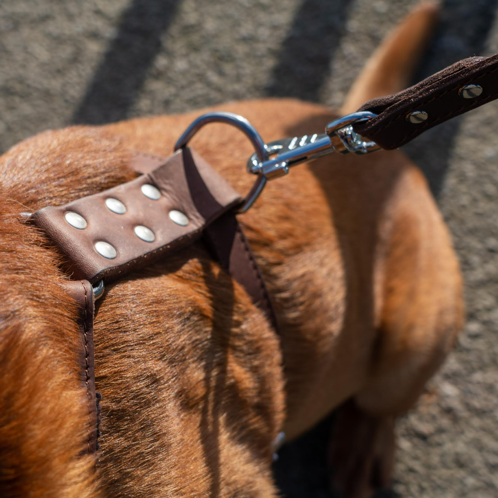 Earthbound Dog Harness Ox Leather Harness