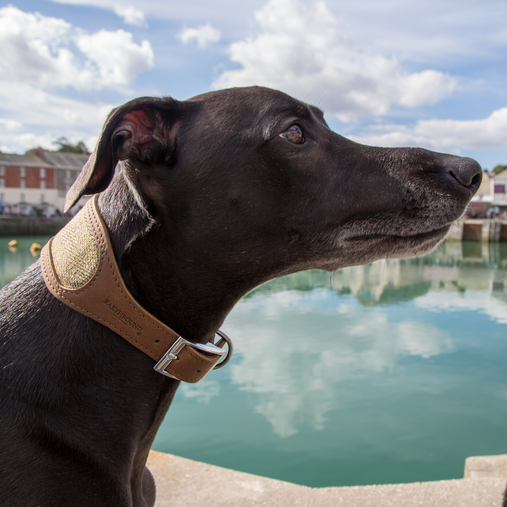 Leather Whippet Collars - Slickers ‚óä Doghouse