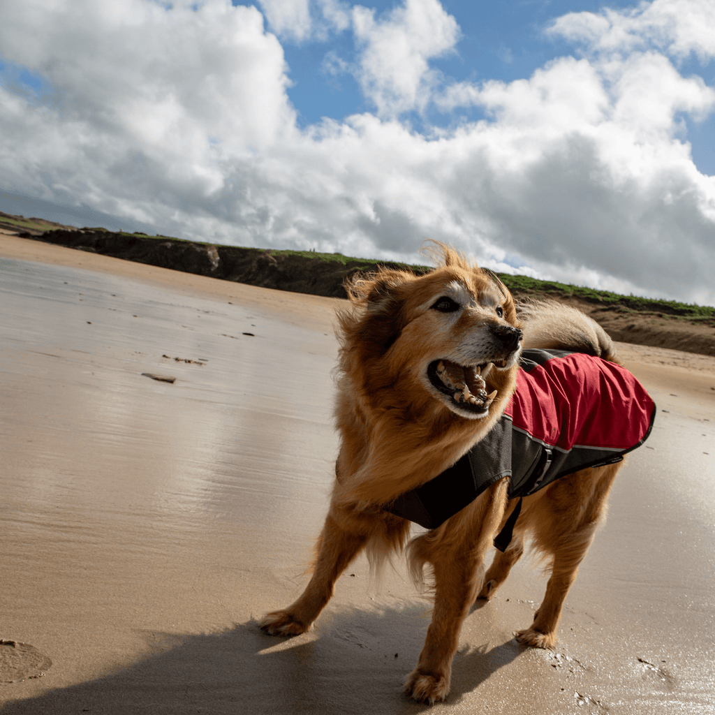 Element Dog Jacket - Slickers ◊ Doghouse