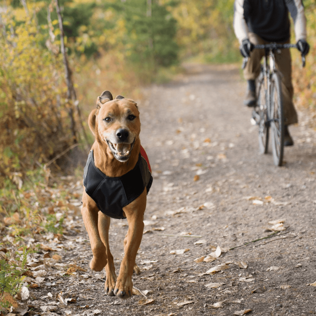 Element Dog Jacket - Slickers ◊ Doghouse