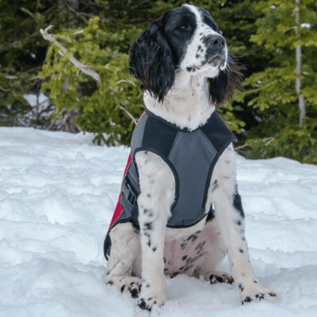 Element Dog Jacket - Slickers ◊ Doghouse