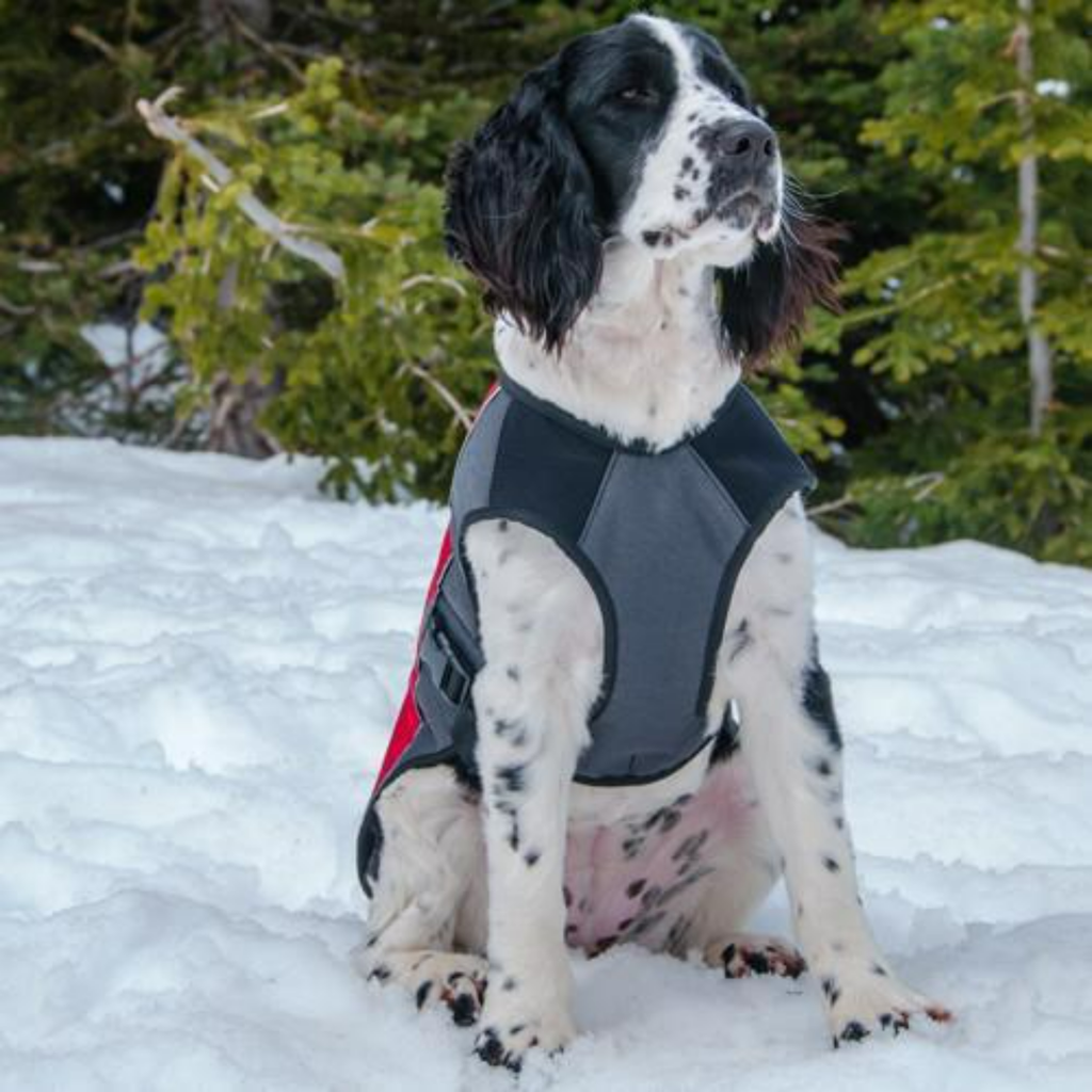 Element Dog Jacket - Slickers ‚óä Doghouse