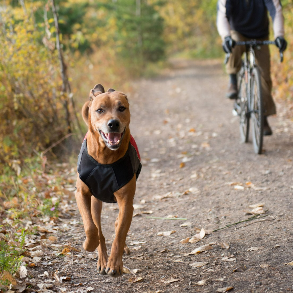 EzyDog Coats Element Dog Jacket