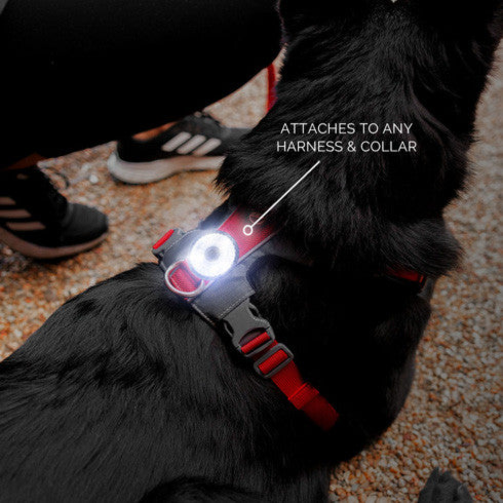 GO2 Light - Slickers ‚óä Doghouse