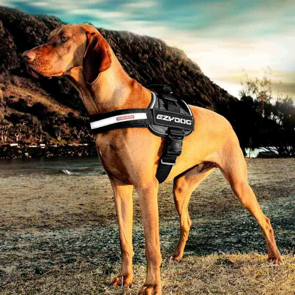 EzyDog Harness Convert Dog Harness