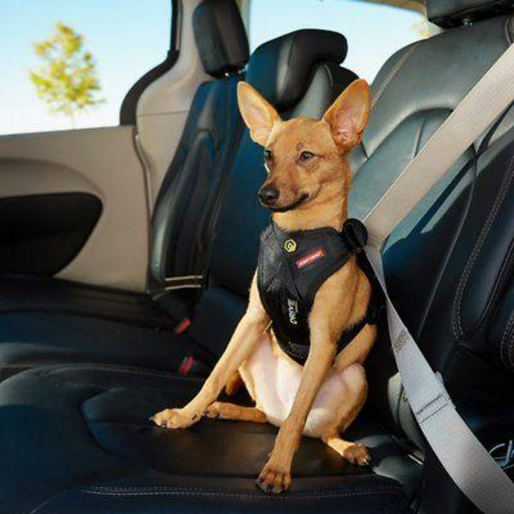 EzyDog Harness Drive Car Harness