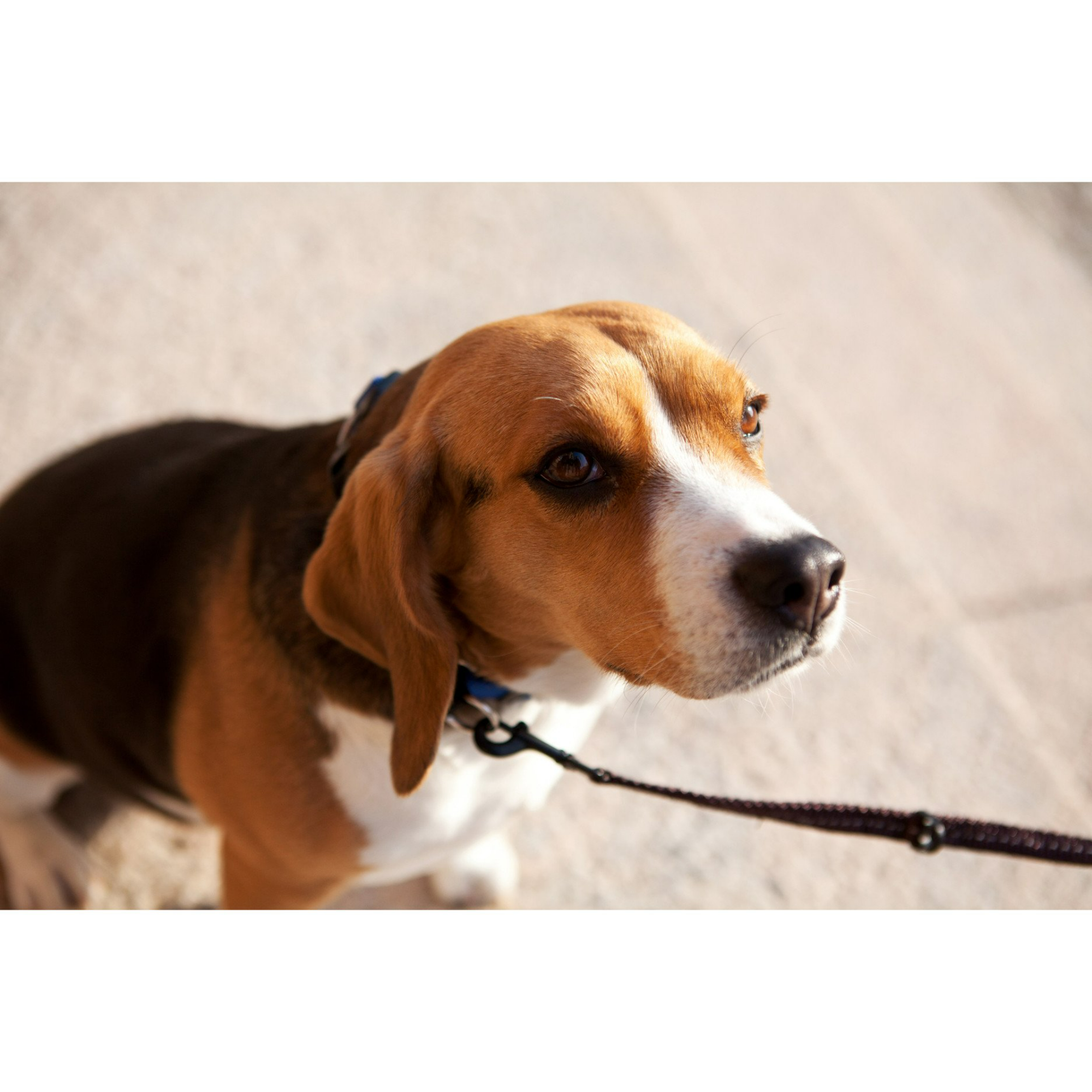 Ezydog vario 4 sale