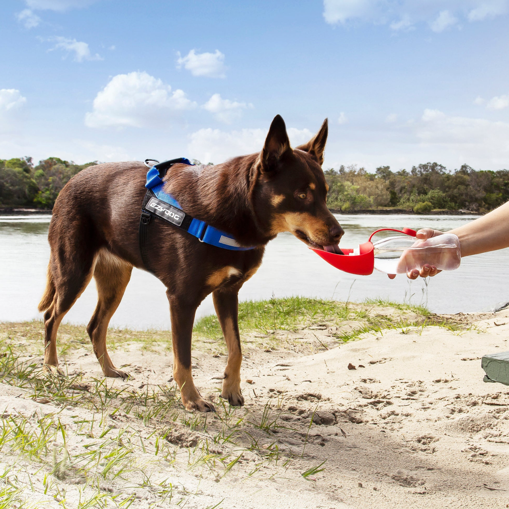 EzyDog Water Bottle Leaf Water Bottle