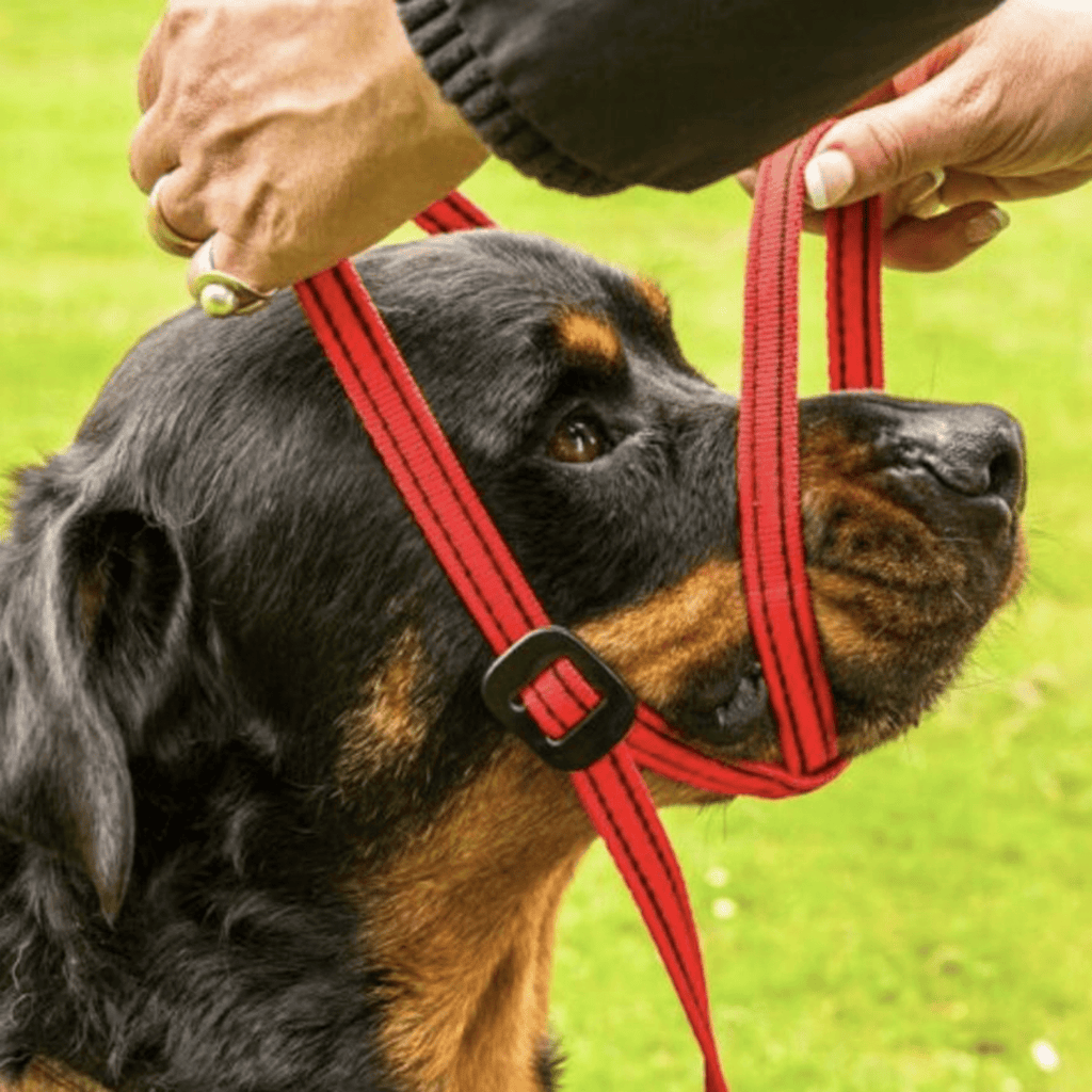 Gencon All - In - One Clip to Collar - Slickers ◊ Doghouse