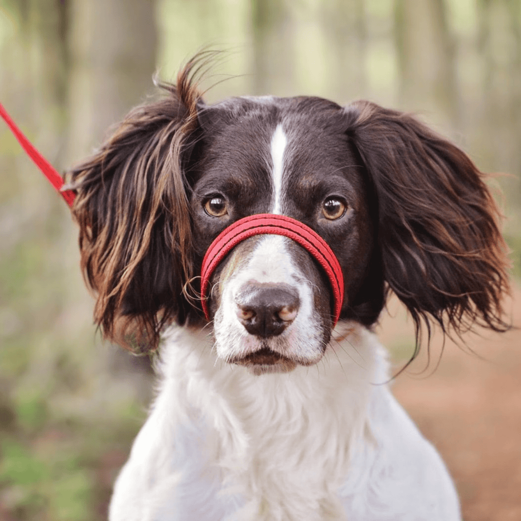 Gencon All - In - One Clip to Collar - Slickers ◊ Doghouse