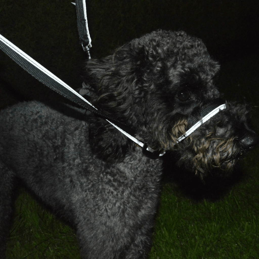 Gencon All - In - One Clip to Collar - Slickers ◊ Doghouse