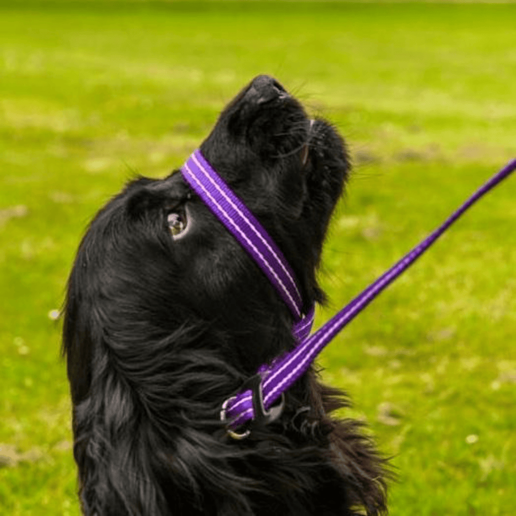 Gencon All - In - One Clip to Collar - Slickers ◊ Doghouse