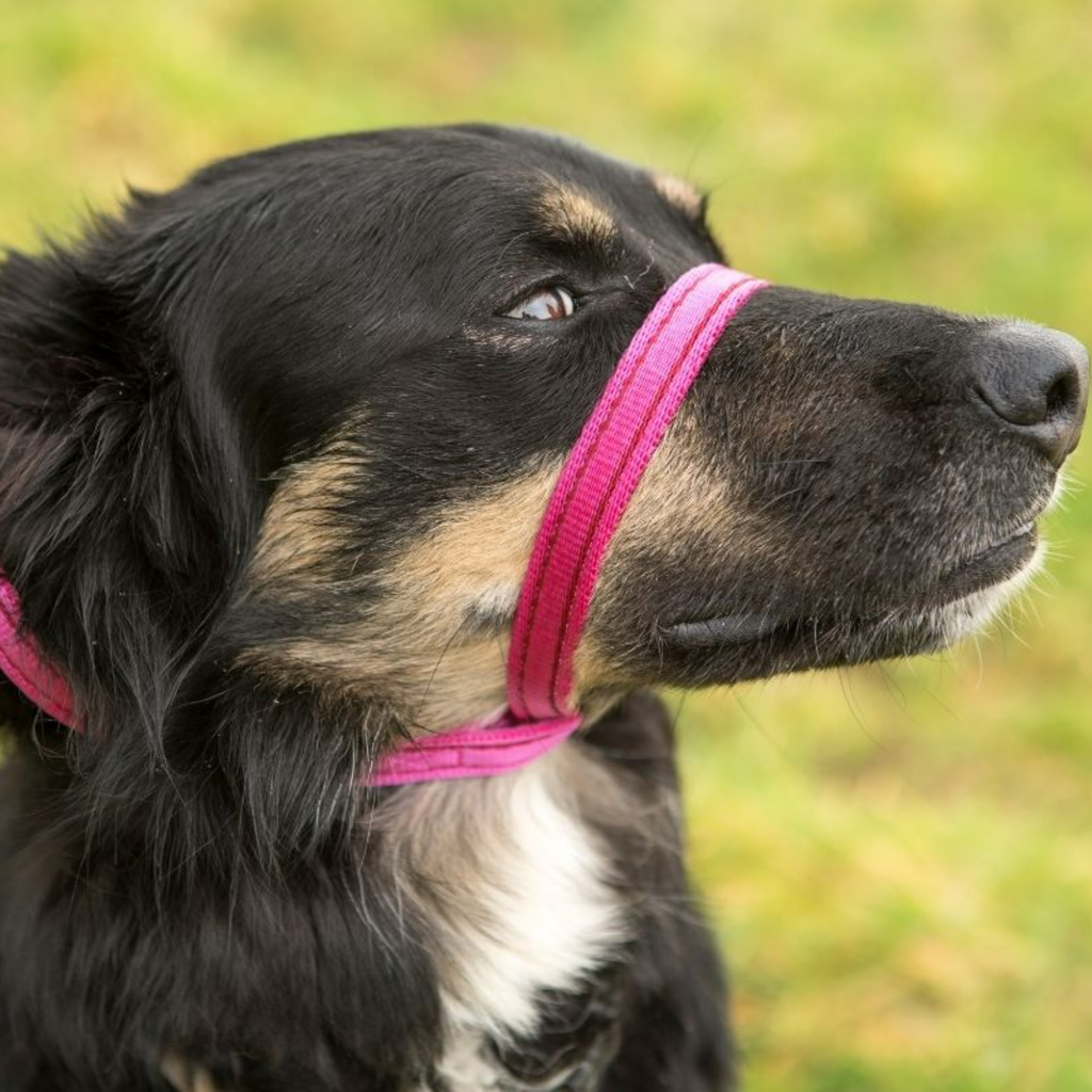 Gencon Head Collar - Slickers ‚Äö√≥√§ Doghouse