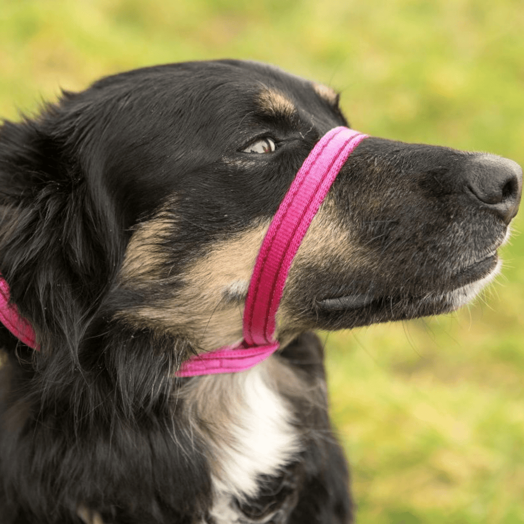 Gencon Head Collar - Slickers ◊ Doghouse