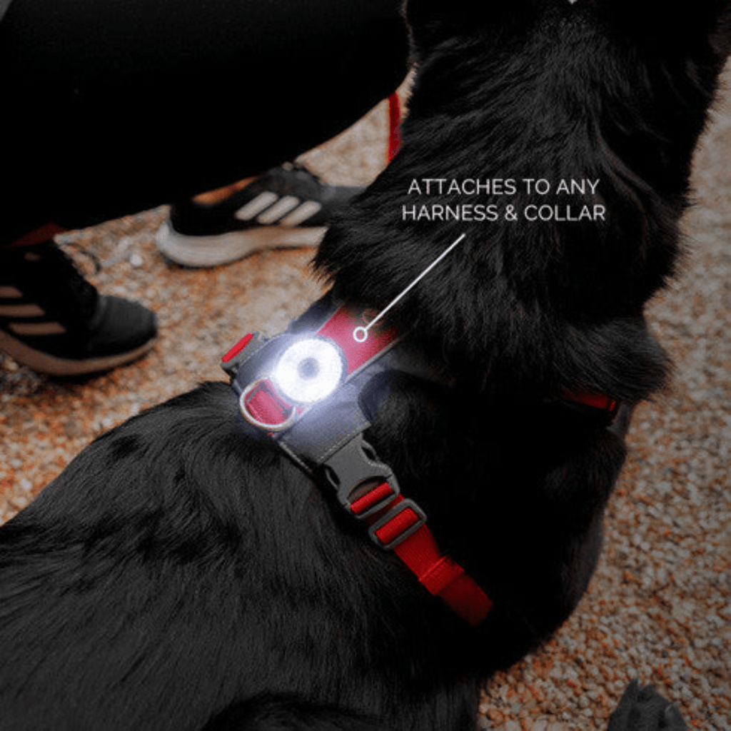 GO2 Light - Slickers ◊ Doghouse