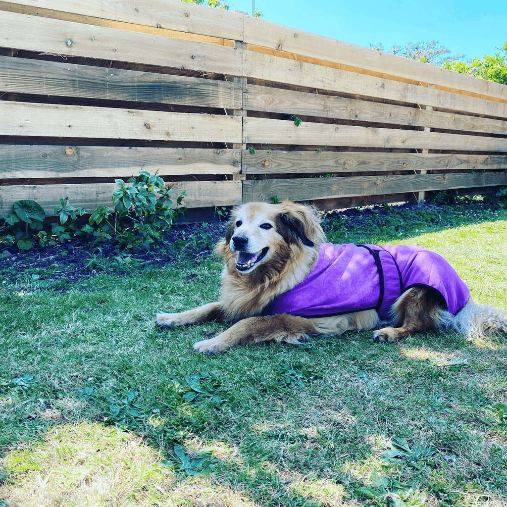 KeepCool Dog Coats in Four Colours - Slickers ◊ Doghouse