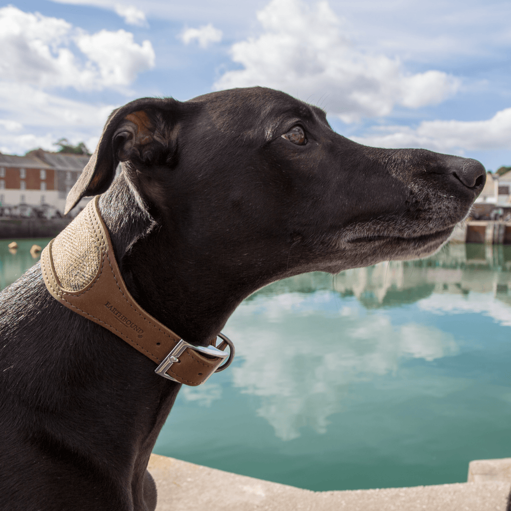 Leather Whippet Collars - Slickers ◊ Doghouse
