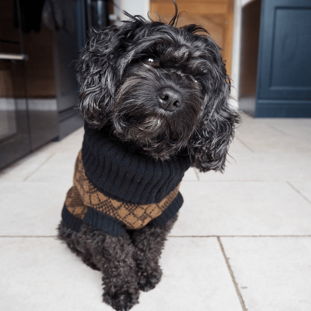 Lucy Dog Jumper Brown & Black - Slickers ◊ Doghouse