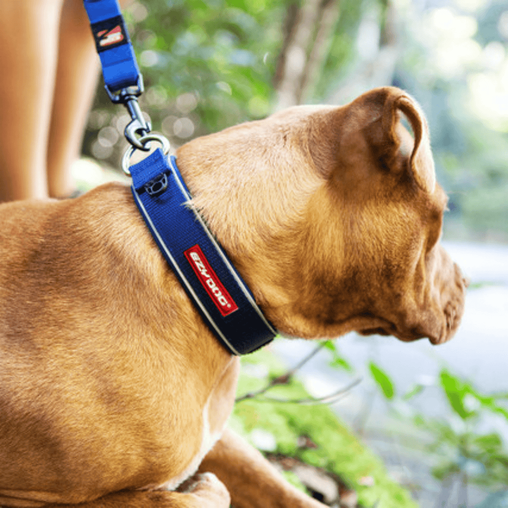 Neo Classic Dog Collar Corduroy - Slickers ◊ Doghouse