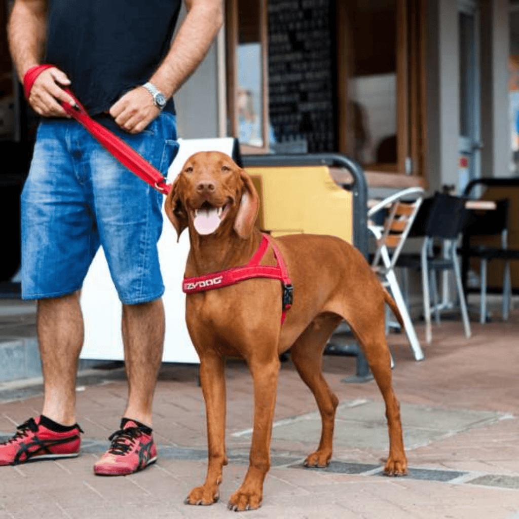 Quick Fit Harness - Slickers ◊ Doghouse