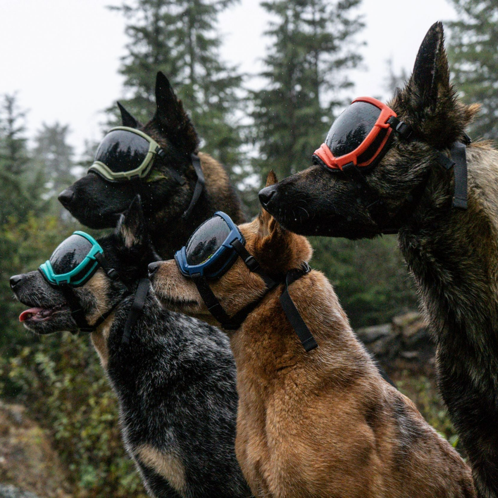 Rex Specs Dog Eye Goggles Rex Specs Dog Goggles V2