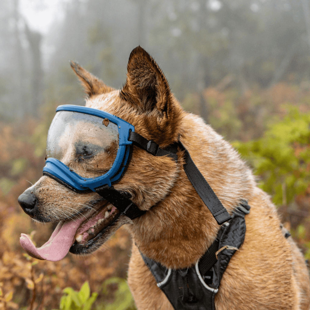 Rex Specs Dog Goggles V2 - Mountain View Mint - Slickers ◊ Doghouse