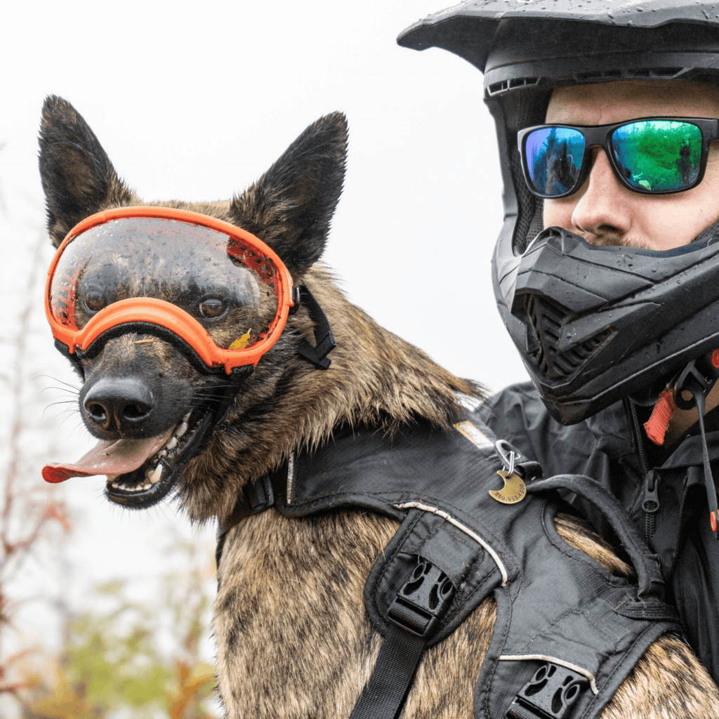 Rex Specs Dog Goggles V2 - Mountain View Mint - Slickers ◊ Doghouse