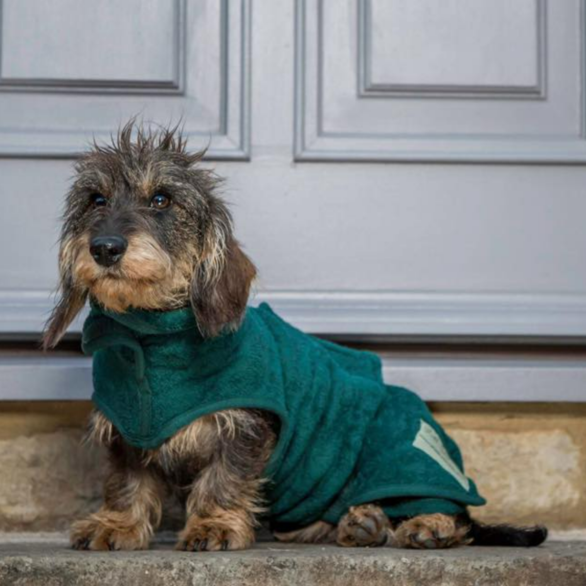 Dachshund wear top