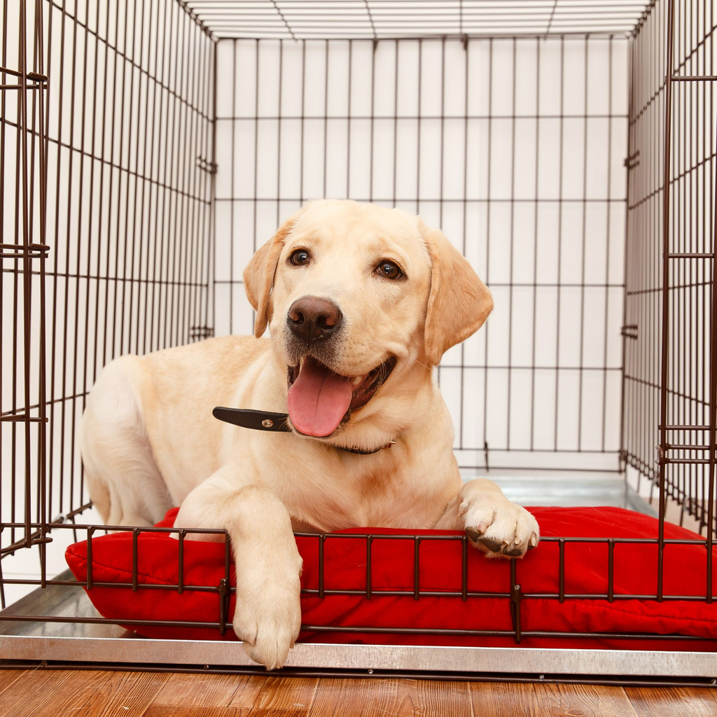 Slickers ◊ Doghouse Small Dog Crate Hire