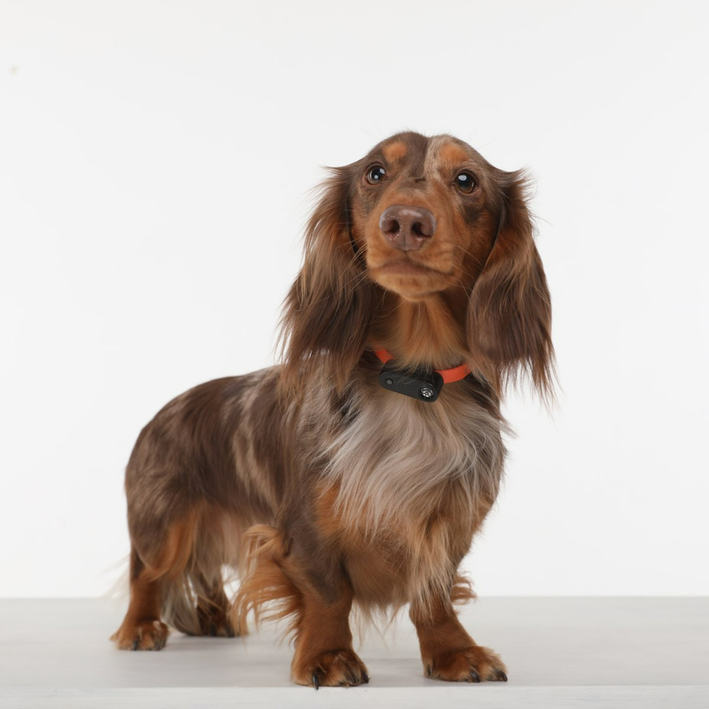 TICKLESS¬Æ Mini Dog - Slickers ‚óä Doghouse