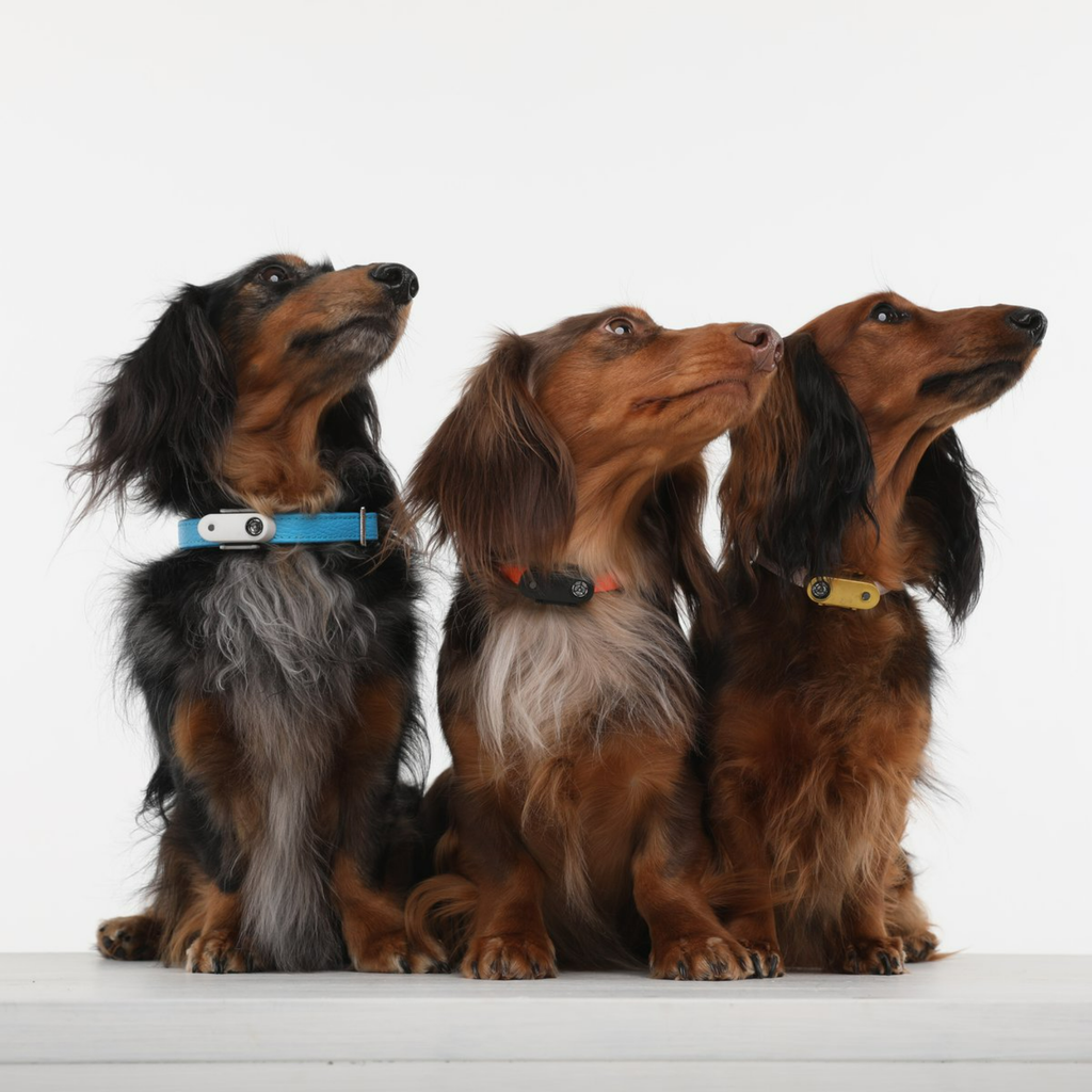 TICKLESS¬Æ Mini Dog - Slickers ‚óä Doghouse